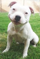 smiling_dogs.jpg