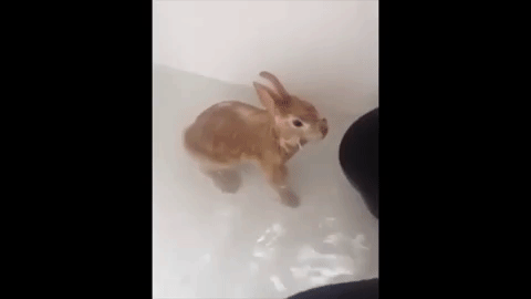 rabbit-splash.gif