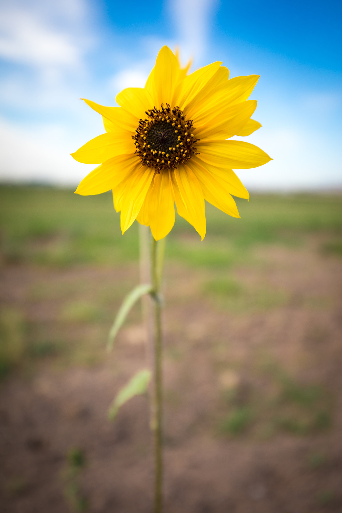 SmallSunflower-2.jpg