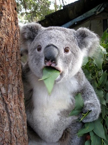 Surprised-Koala.jpg