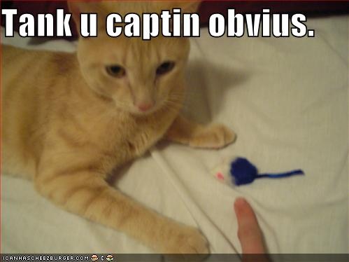 funny-pictures-captain-obvious-cat.jpg