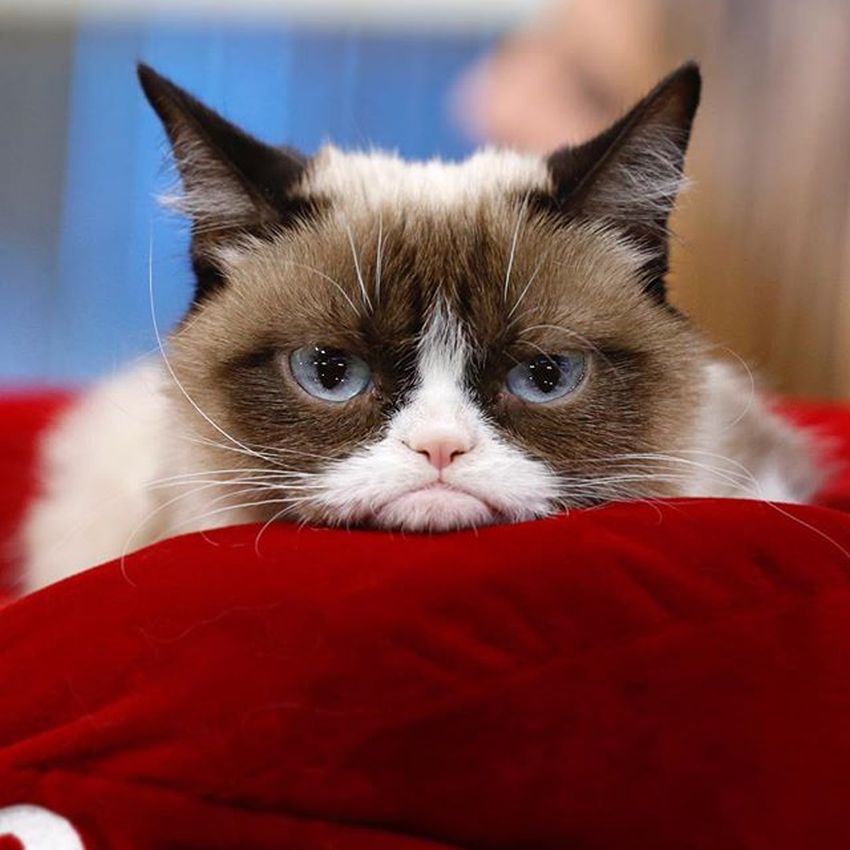 Grumpy-cat.jpg