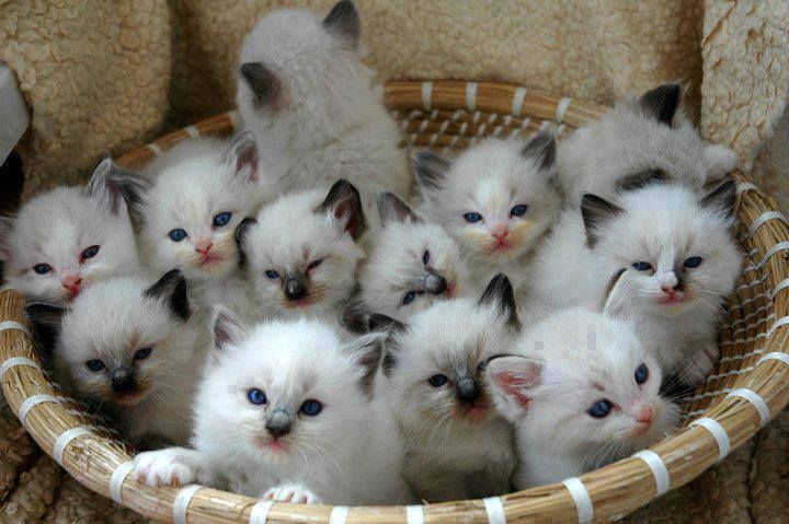 160993-Cats-In-A-Basket.jpg
