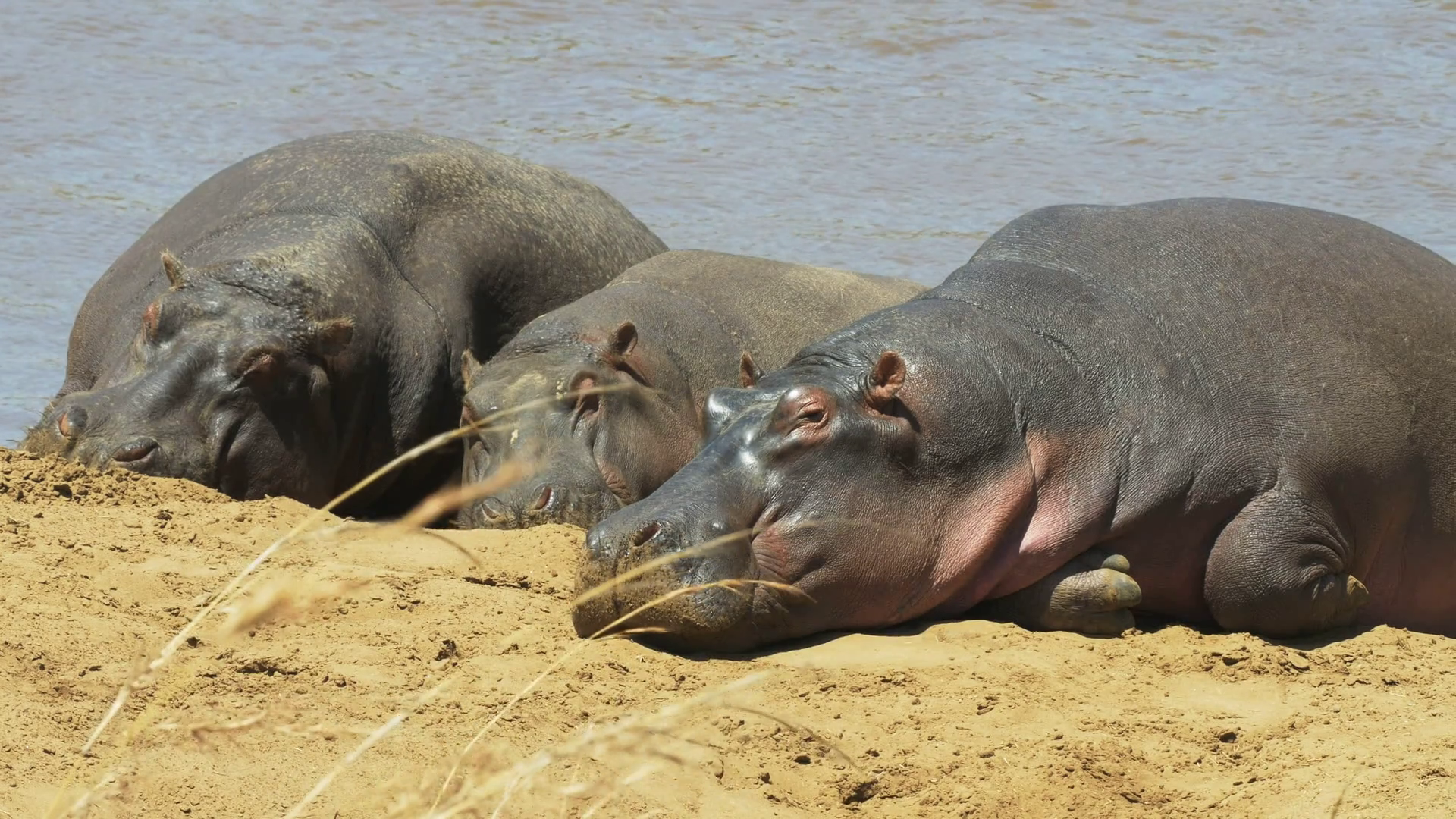 e-up-of-three-hippos-sunbathing-on-the-river-bank-at-masai-mara-kenya_rrteg6ikx_thumbnail-full01.png