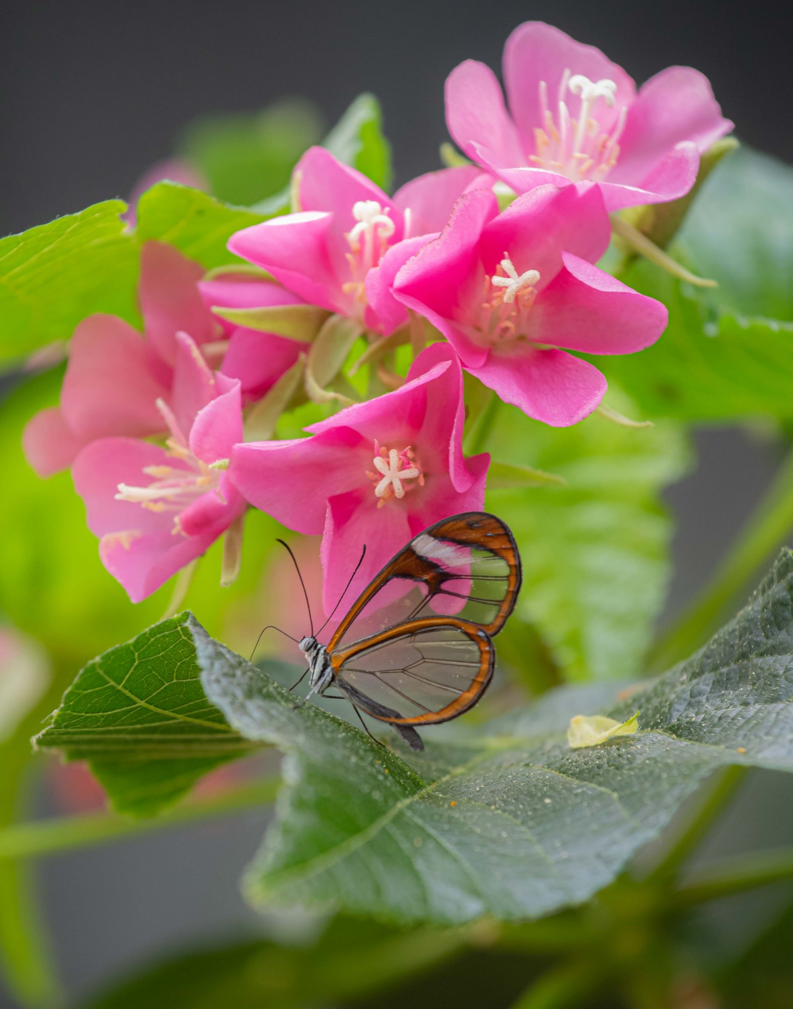 clear butterfly-2.jpg