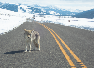 Yellowstone-Wolf1.png