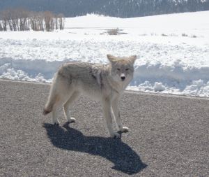 Yellowstone-Wolf2.png