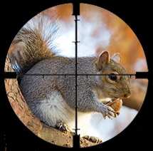 squirrelincrosshairs1.jpg